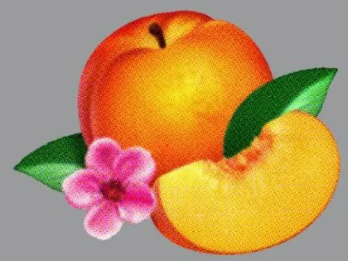 The Phoenix: Bankrupt! - Compact Discs 1