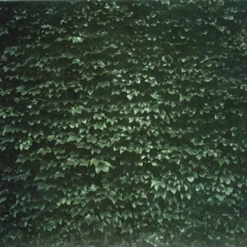 Tarentel: The Order Of Things - Compact Discs 1