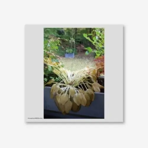 Hyukoh: Through Love - Vinyl Lp 1