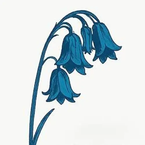 The Bluebells: This Is The Bluebells - Blue Vinyl - Vinyl Lp 1